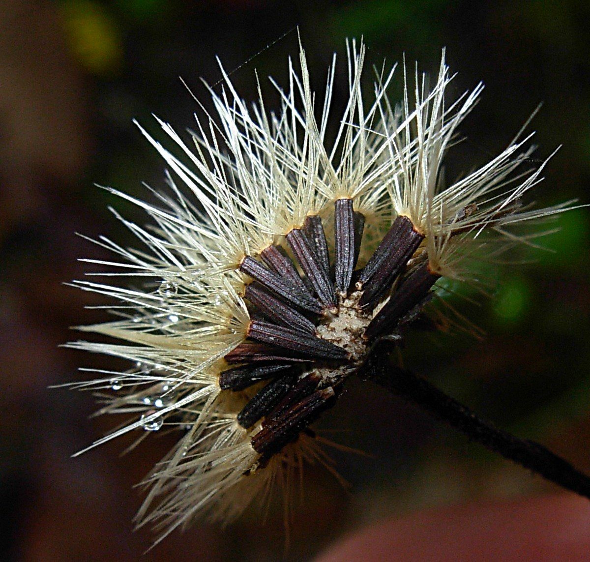 Hieracium neoplatyphyllum Gottschl.